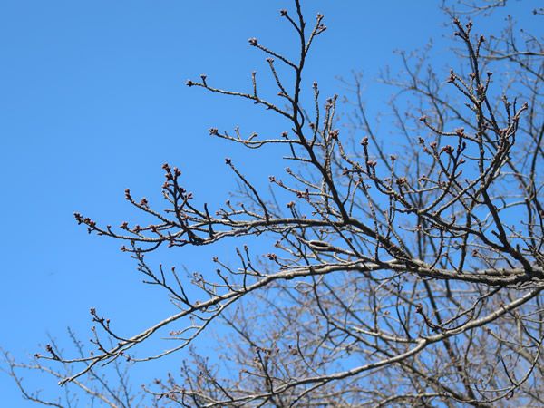 桜のつぼみ 粟津温泉 辻のや花乃庄 楽天ブログ