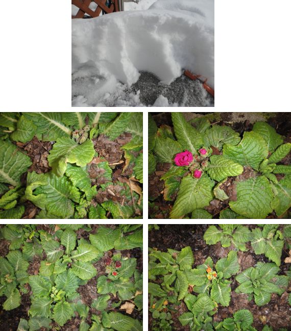 不織布トンネルのプリムラ