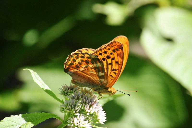 IMG_3077 (800x533).jpg