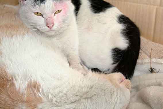 我が家のニャンコ♪2016/1/30-02