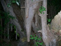 DSCN5877-w256.jpg