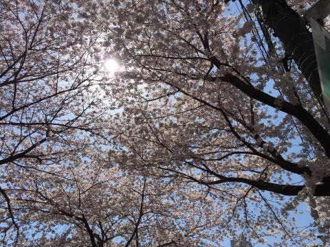 桜のトンネル