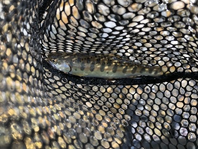 桂川水系 葛野川釣行 その2 奥多摩トラウト 房総ソルトルアー入門 猫の保護活動もやってるよ 楽天ブログ