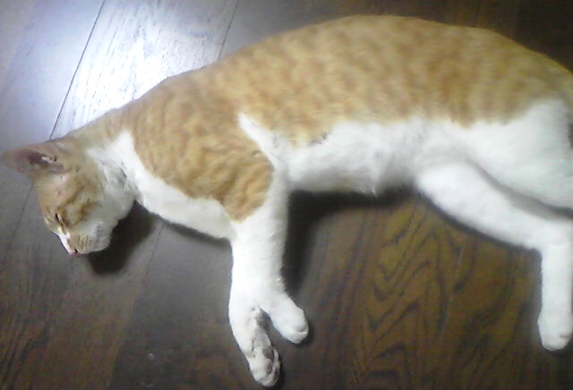 夏バテアキニャンコ