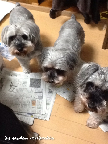 シュナウザー達