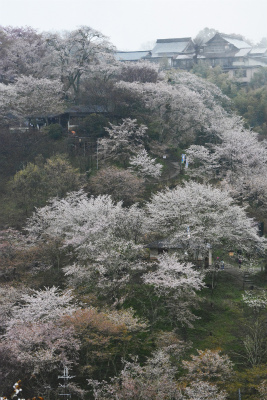 吉野7