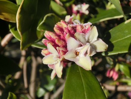 沈丁花