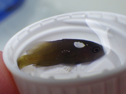 串本磯採集2016年10月上旬40　メギス（Labracinus cyclophthalamus）の幼魚の疑い