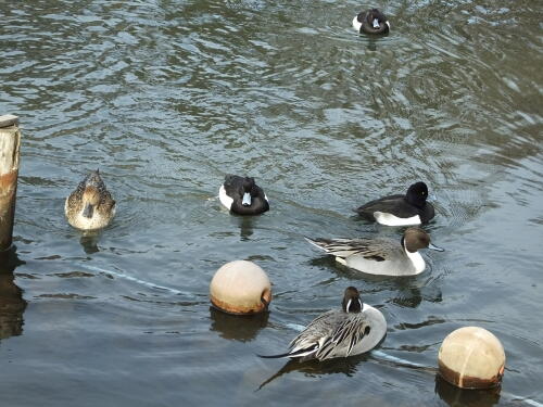 洗足池の野鳥