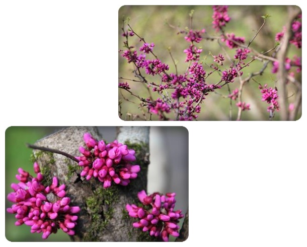 樹木公園-25 ハナズオウ 15.4.22