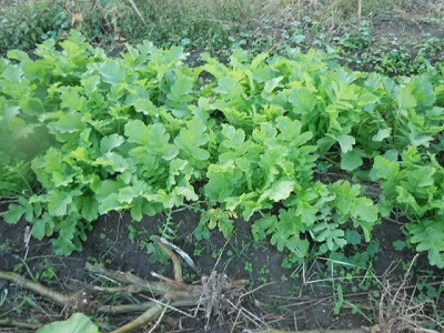 DSCN4127.jpg