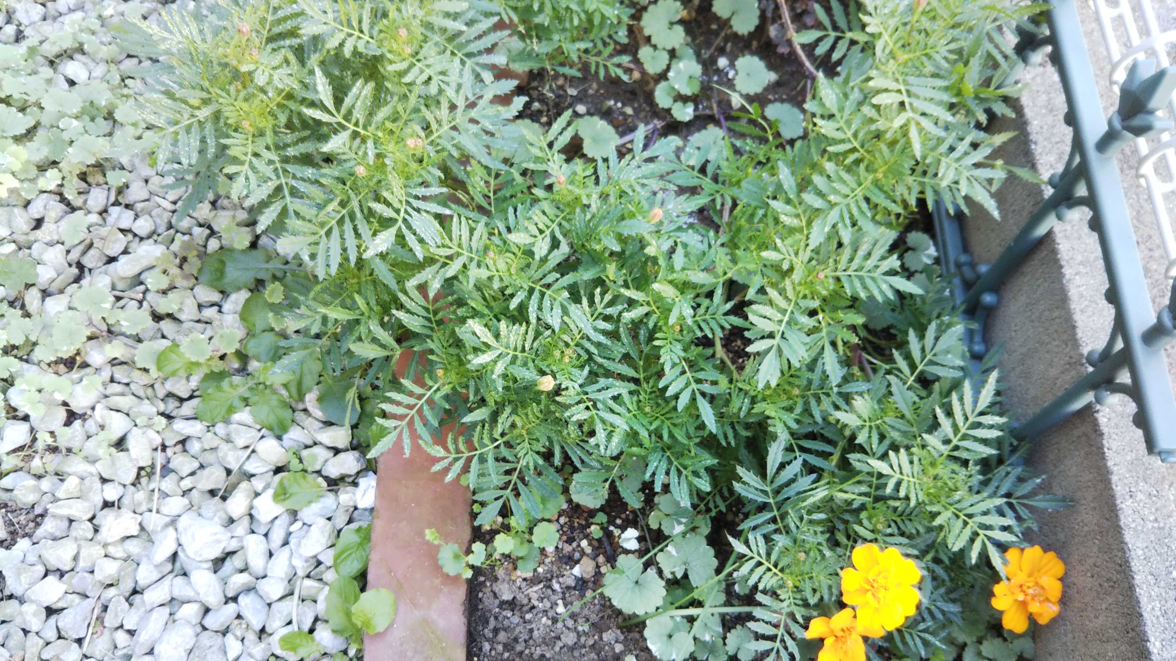 副反応特になし オリーブの収穫 シェードガーデンと猫 楽天ブログ