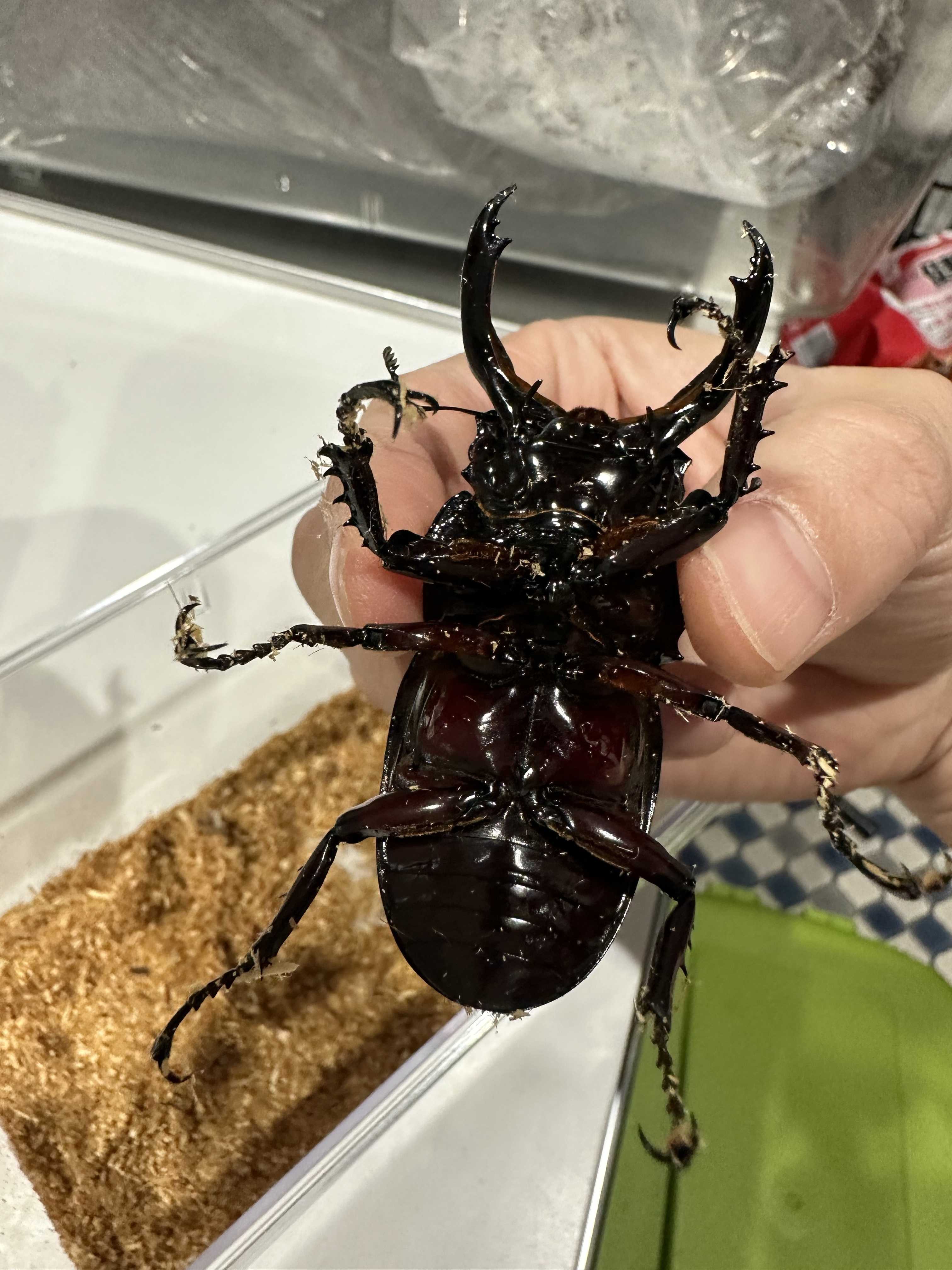 レギウスオオツヤクワガタ 赤目赤血統！ | まっさんカブクワ