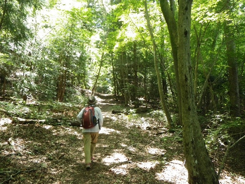 快適な登山道.JPG