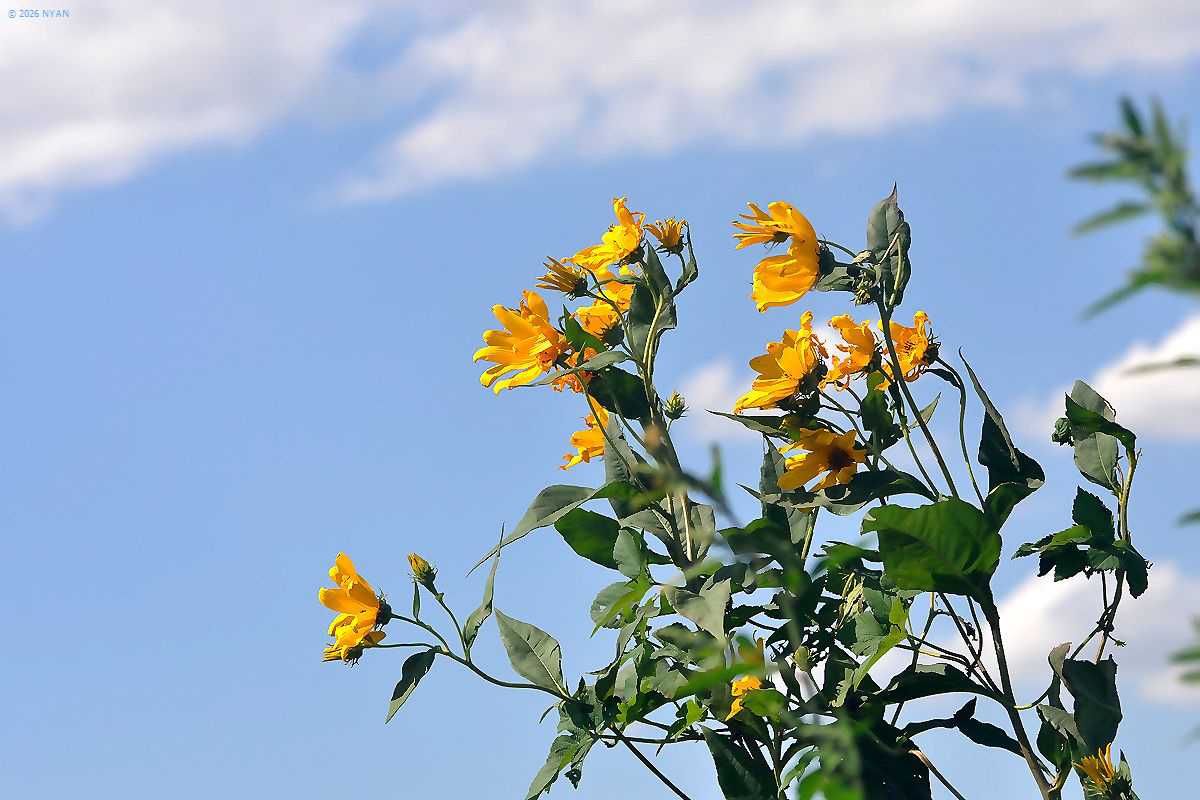 キクイモ（菊芋、キク科）
