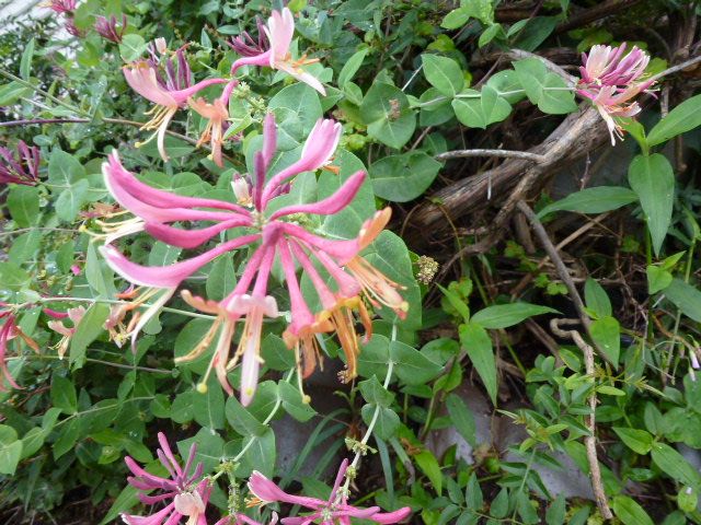 匂い忍冬 ニオイニンドウ ボタンクサギ ゆり水仙 写真あり 私の好きな花 楽天ブログ