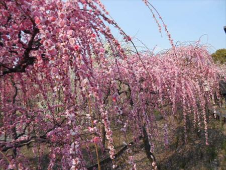 なばなの里のしだれ梅