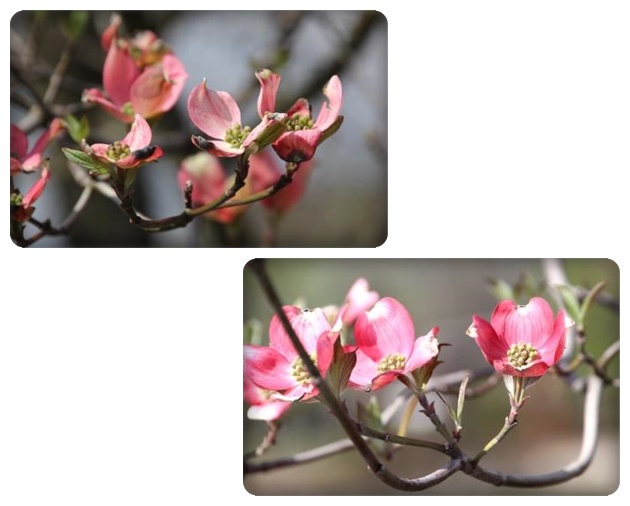 吉岡園地-14 ハナミズキ-2 15.4.22