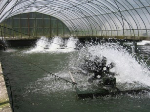 温泉水利用養鰻場の例１