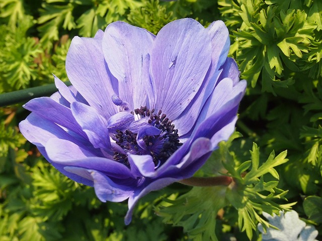 s-p1130.jpg