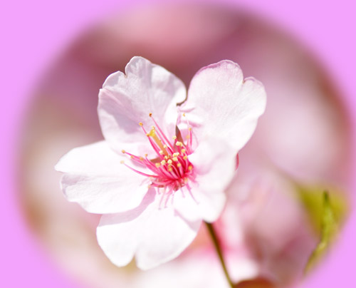 桜６