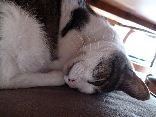 P1030227ss.jpg