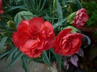 ５月１０日の誕生花 カーネーションの花言葉 清らかな愛 赤い花の 母への愛 と白い花の 私の愛情は生きている 弥生おばさんのガーデニングノート 花と緑の365日 楽天ブログ