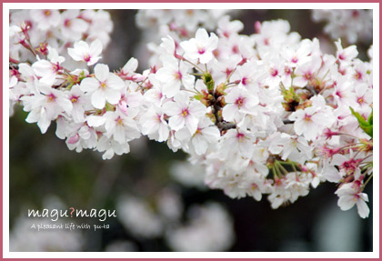 桜3