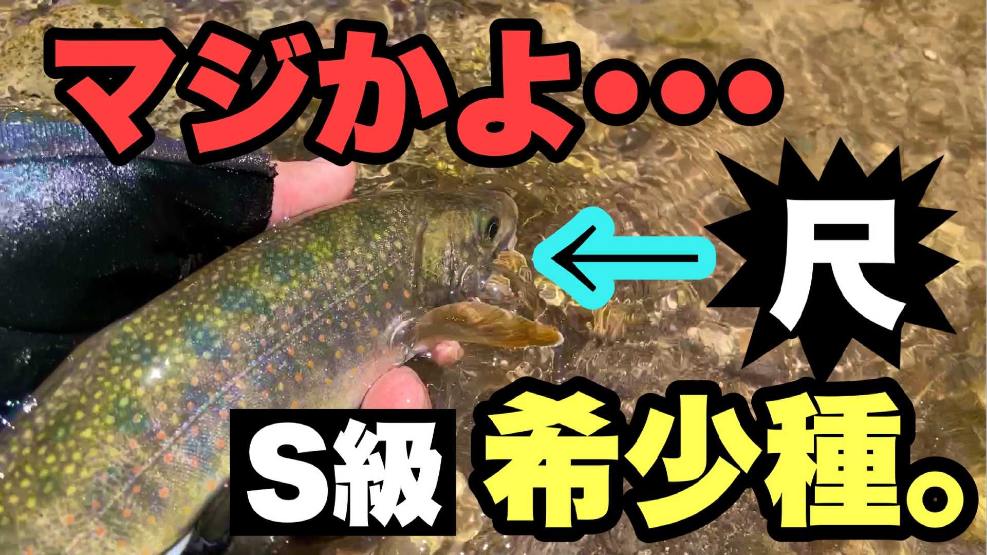 尺オショロコマが十勝の渓にて! | 釣りyoutuberによるトラウトルアー