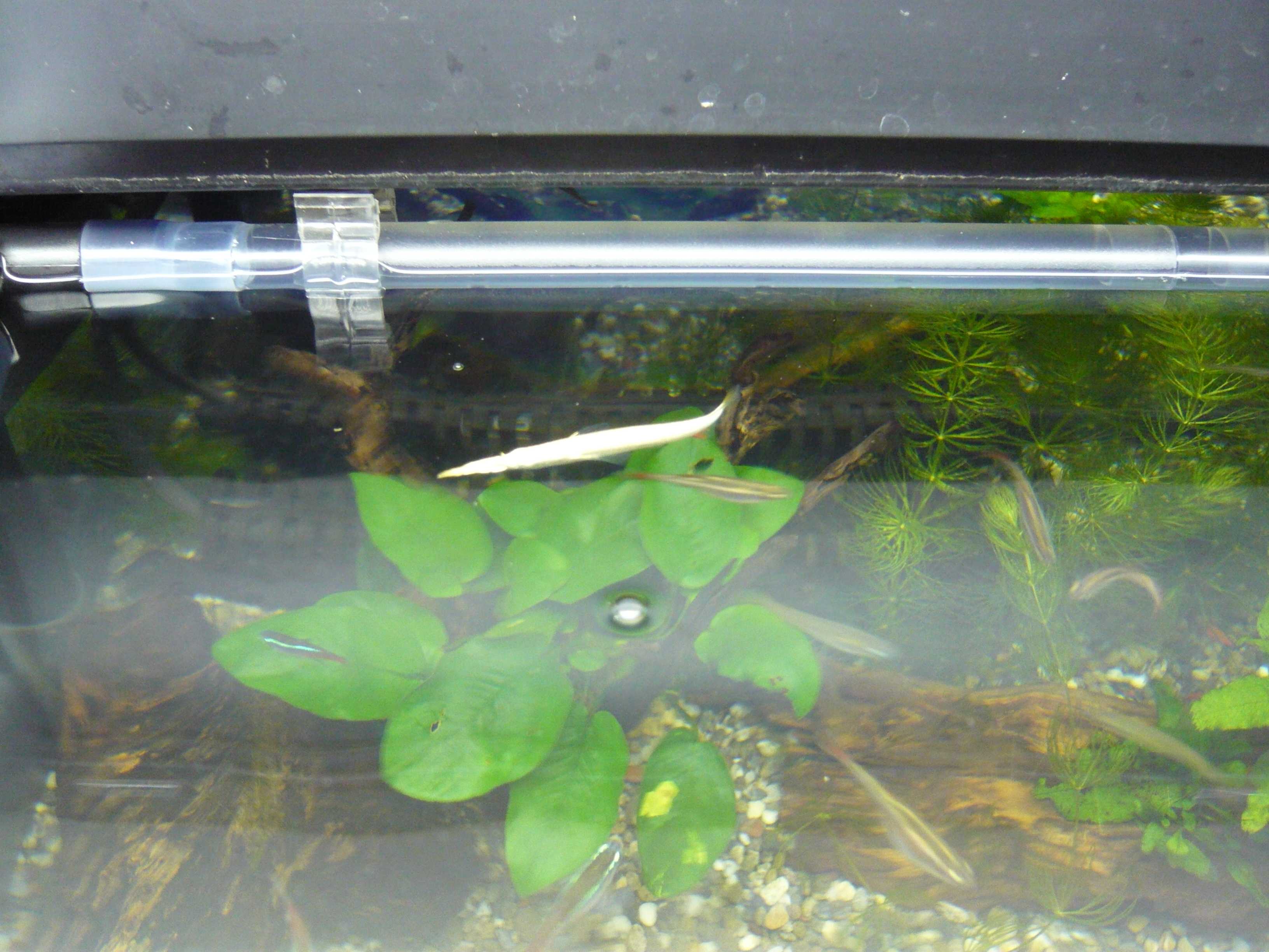 ゴールデンデルモゲニーを飼育してみる Yoshihiro Freeのブログ 楽天ブログ