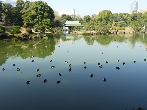 清澄庭園にて