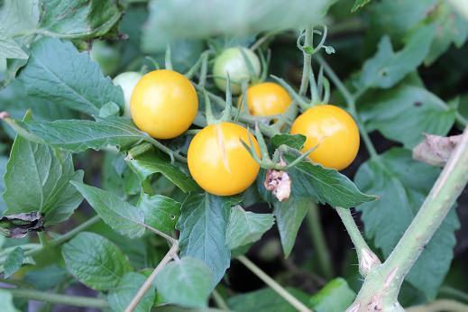 IMG_2493 - コピー.JPG