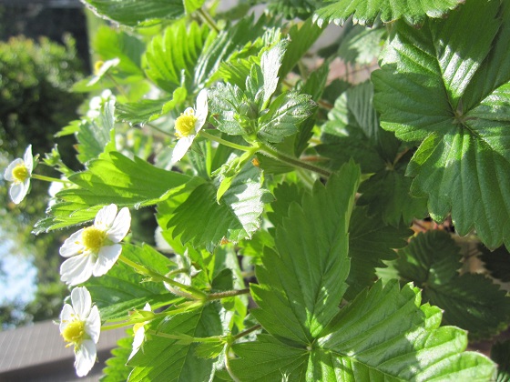 wairudosutoroberi-