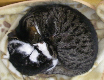 121224nekotomoe.jpg
