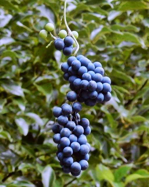 アオツヅラフジ房5