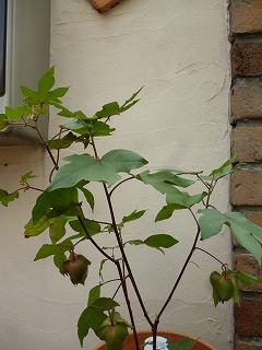 P1240048ss.jpg