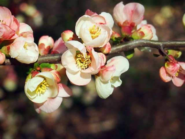 s-p1580.jpg