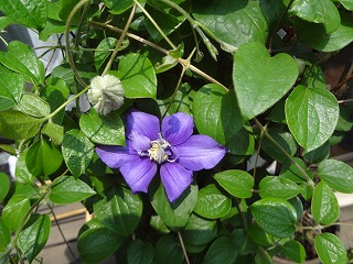 DSC00806.jpg