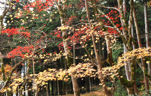 紅葉５