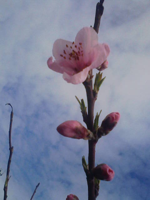 F1000035 - コピー (5).JPG