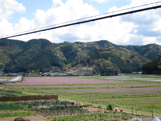 南予のレンゲ畑　２