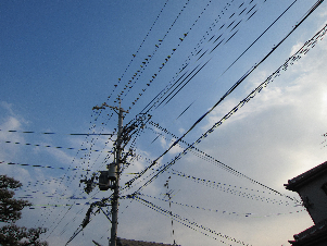 ムクドリ