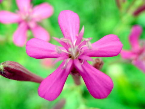 ムシトリナデシコの花