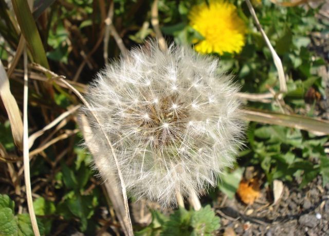 野芥子の花と綿毛 花と蕎麦とリハビリと 楽天ブログ