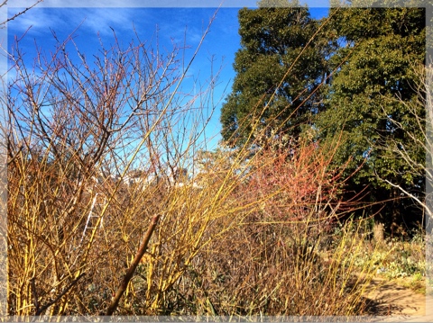 サンゴミズキ(フィラベラメア)・ミズキ科