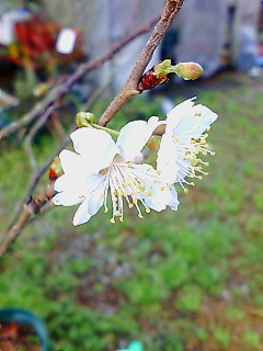 20120305101514.jpg