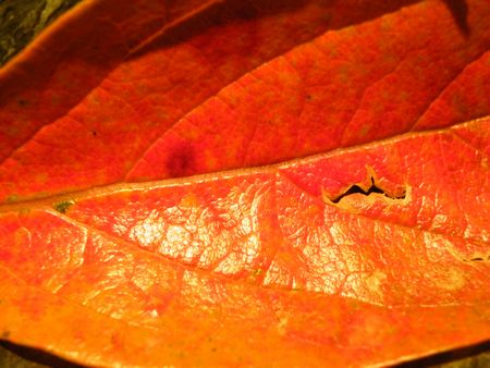 DSCF8411-450.jpg