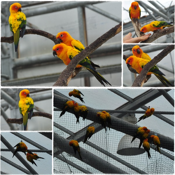 インコ２