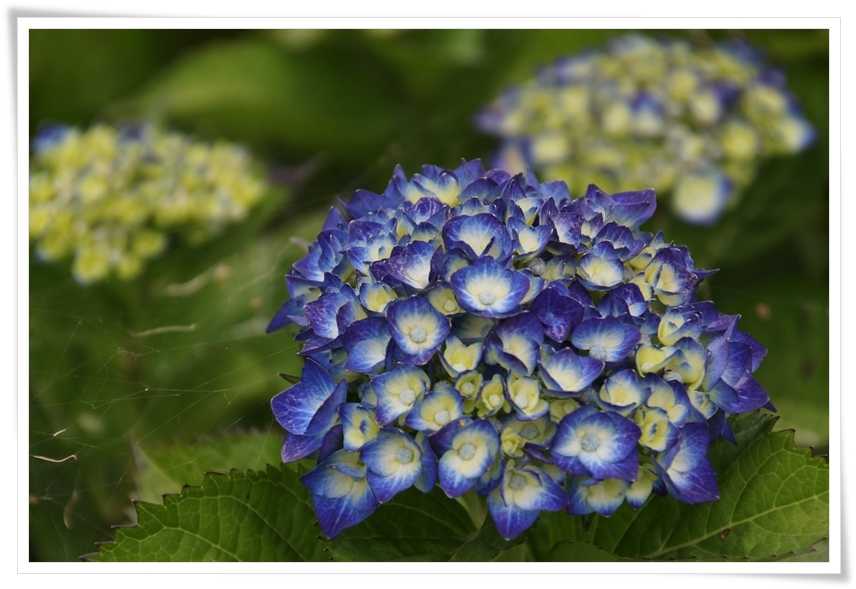 猫のこと 花や風景の写真 の記事一覧 猫の瞳は宝石 楽天ブログ