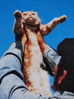 Let's 猫　須藤元気